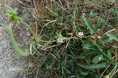 Ipomoea eriocarpa